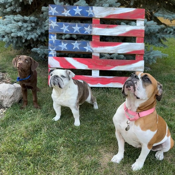 Thank you for visiting! All offers welcome! ~ Amy - Picture 3 of 3